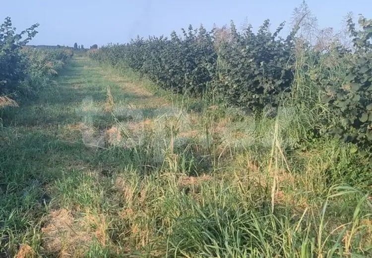 0 m² Obyekt / Ofis , Xudat