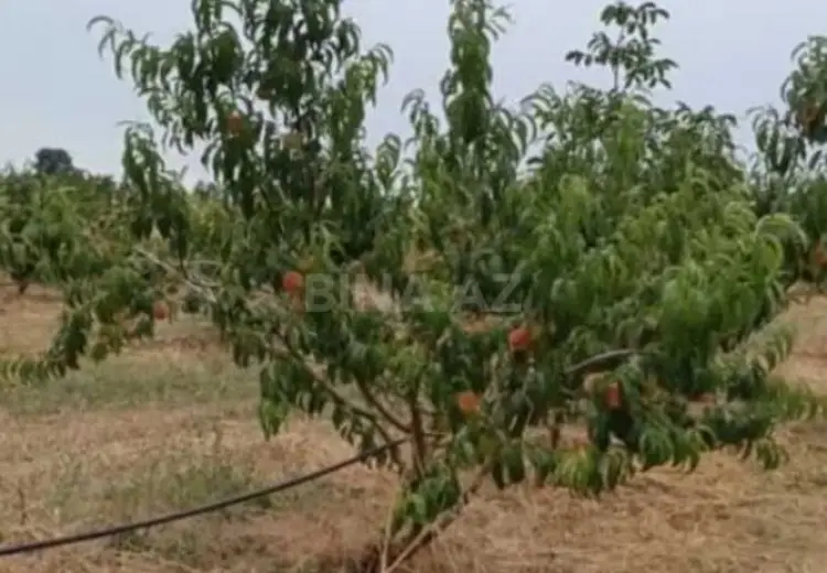 127 sot Torpaq Satılır, Xaçmaz