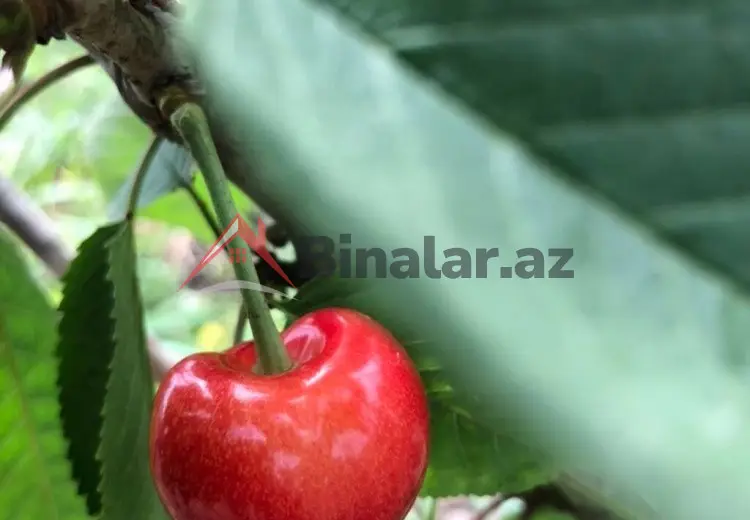 0 sot Torpaq Satılır, Xaçmaz
