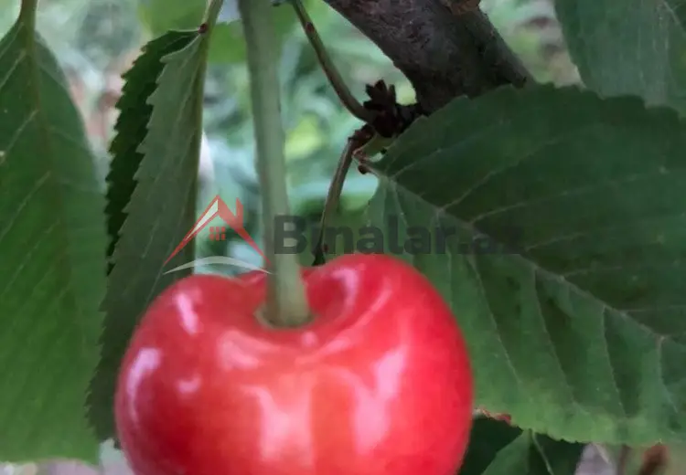 0 sot Torpaq Satılır, Xaçmaz