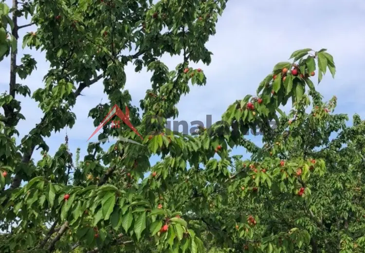0 sot Torpaq Satılır, Xaçmaz