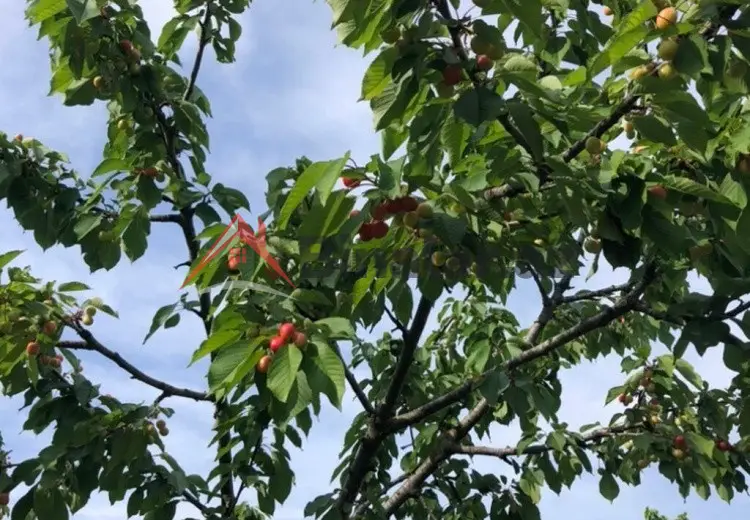 0 sot Torpaq Satılır, Xaçmaz