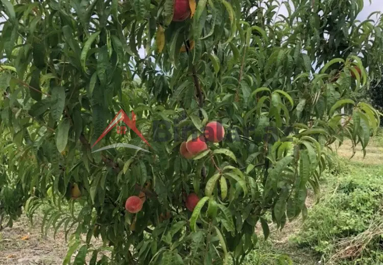 0 sot Torpaq Satılır, Xaçmaz