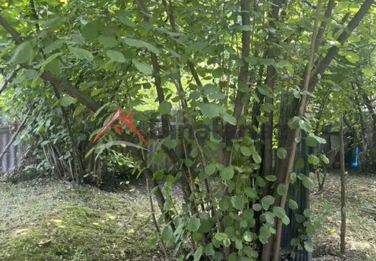0 sot Torpaq Satılır, Zaqatala