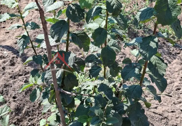 12 sot Torpaq Satılır, İsmayıllı