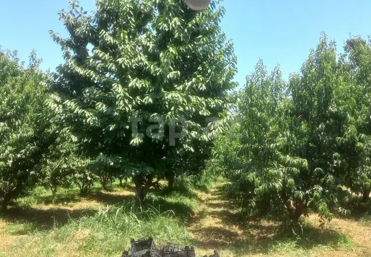 0 m² Obyekt / Ofis , Xaçmaz