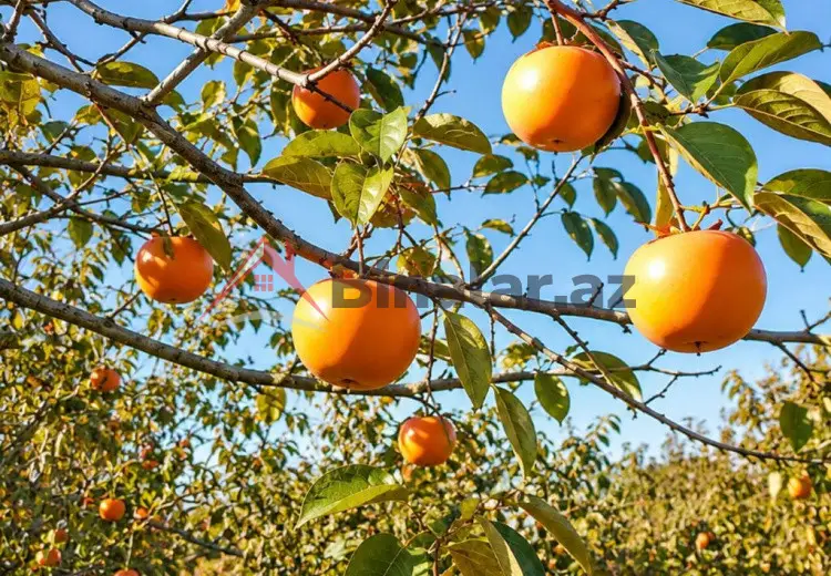 60 sot Torpaq Kirayə (aylıq), Göyçay