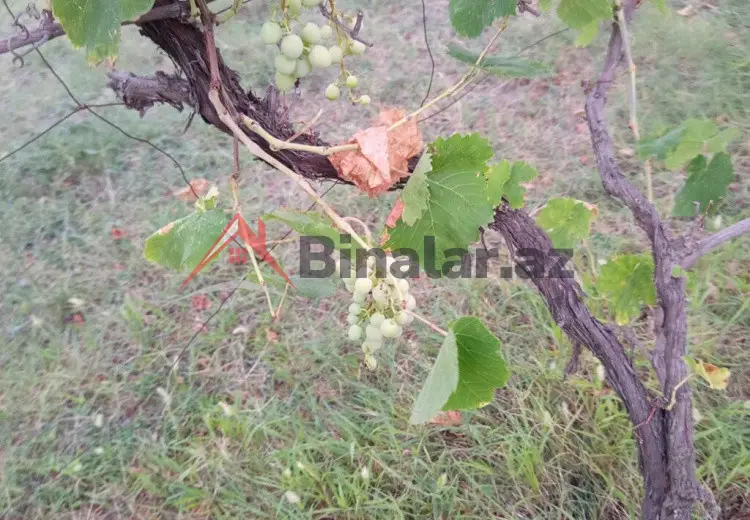 1 otaqlı mənzil Satılır, Mingəçevir