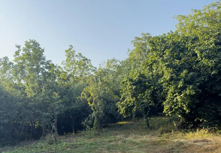15 sot Torpaq Satılır, İsmayıllı