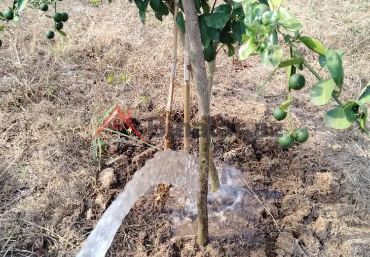 0 sot Torpaq Satılır, Astara