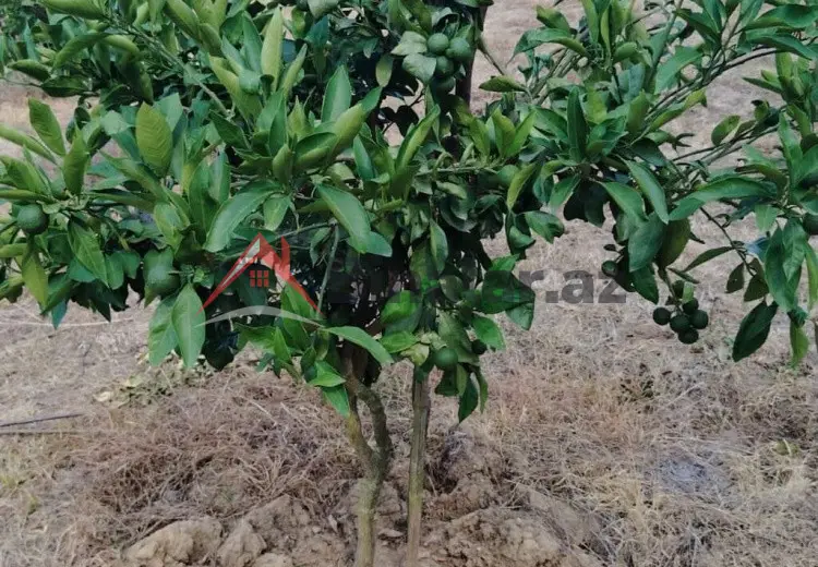 0 sot Torpaq Satılır, Astara