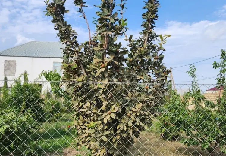 8 sot Torpaq Satılır, Güzdək, Abşeron