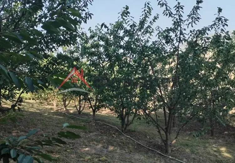 10 sot Torpaq Satılır, Quba