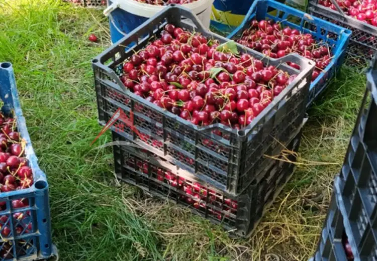 200 sot Torpaq Satılır, Quba