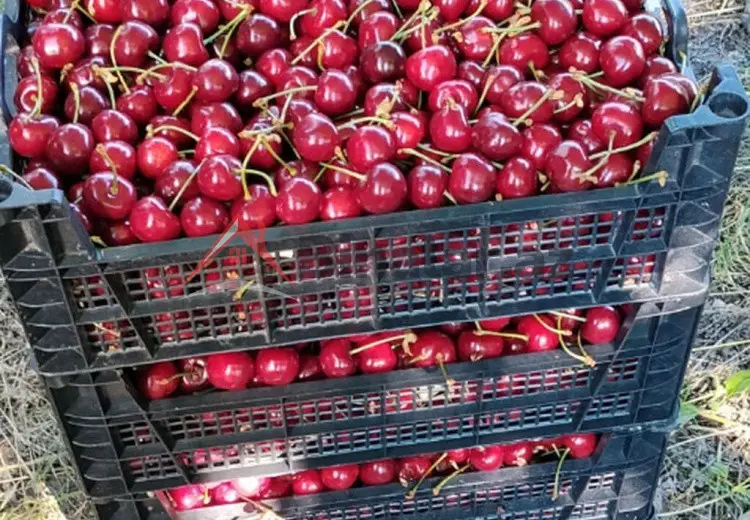 200 sot Torpaq Satılır, Quba