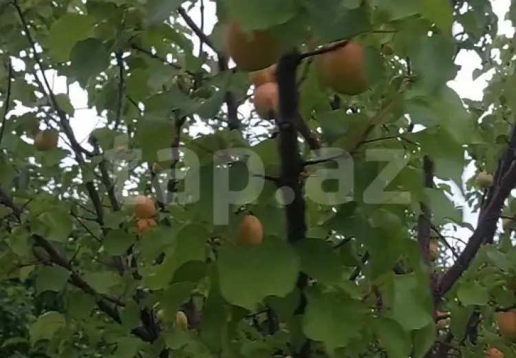 4 otaqlı mənzil , Qazax