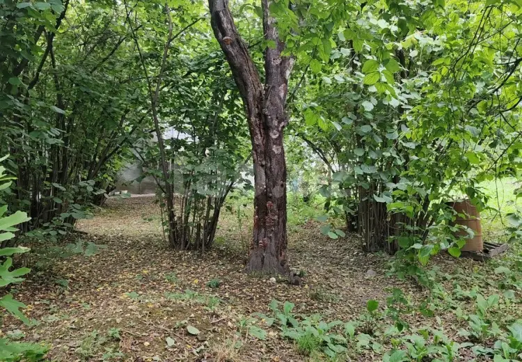 0 m² Obyekt / Ofis , Qəbələ
