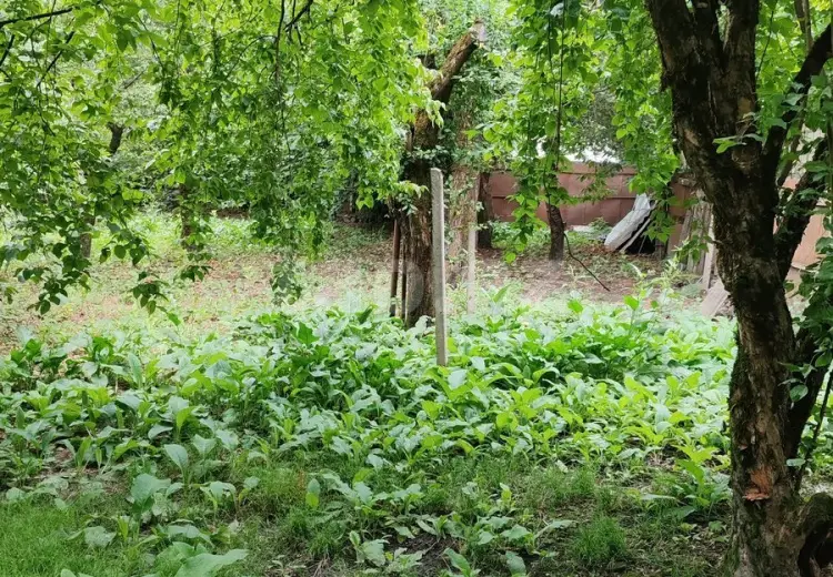 0 m² Obyekt / Ofis , Qəbələ
