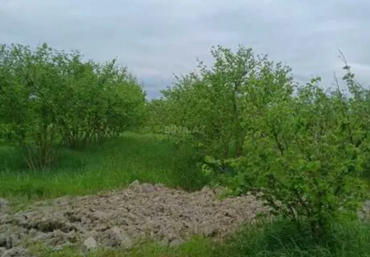 206 sot Torpaq Satılır, Xaçmaz