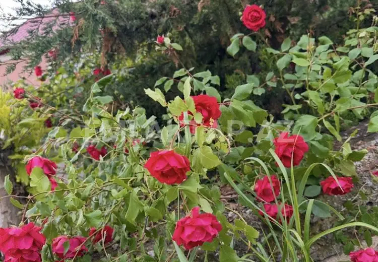 4 otaqlı mənzil Satılır, Şamaxı