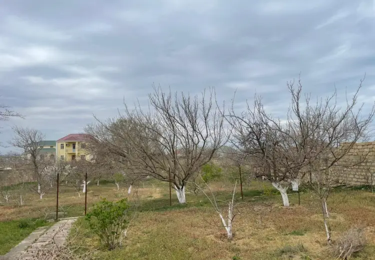 5 sot Torpaq Satılır, Saray, Abşeron
