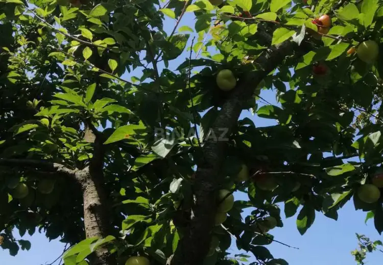 12 sot Torpaq Satılır, Nabran