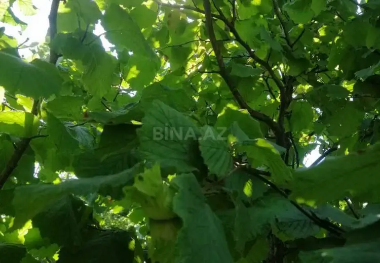 12 sot Torpaq Satılır, Nabran