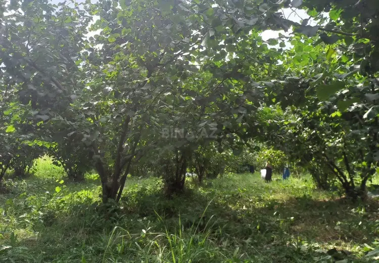 10 sot Torpaq Satılır, Xaçmaz