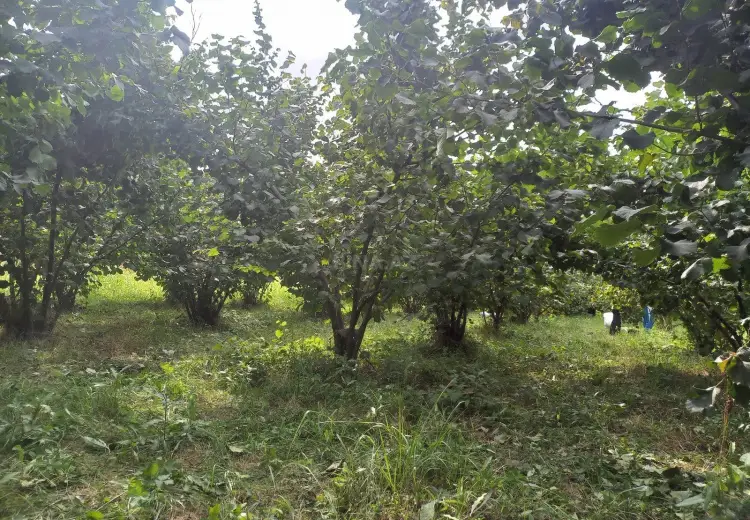 10 sot Torpaq Satılır, Xaçmaz