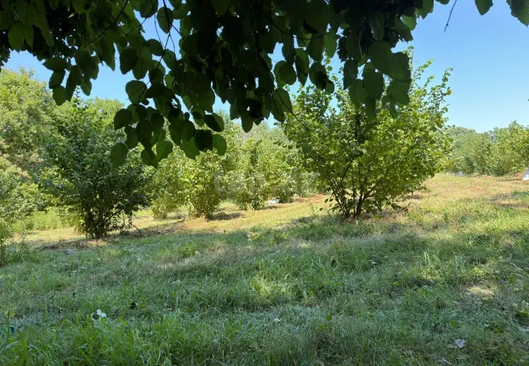 0 m² Obyekt / Ofis , Xaçmaz