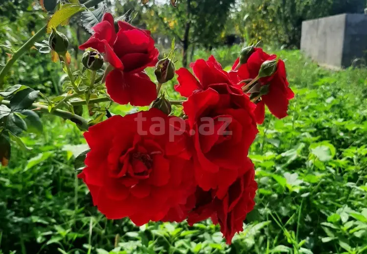 2 otaqlı mənzil , Xaçmaz