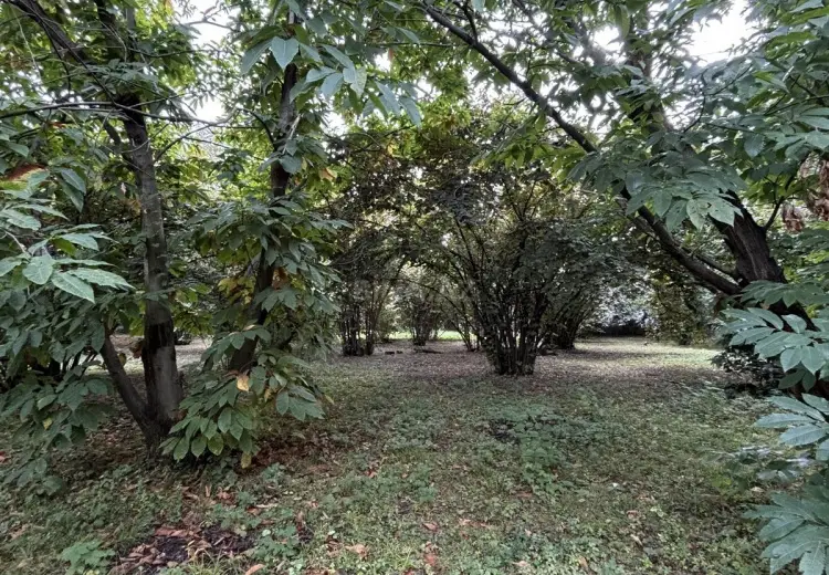 30 sot Torpaq Satılır, Qəbələ