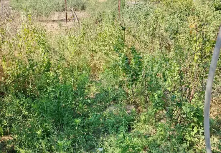 28 sot Torpaq Satılır, Abşeron