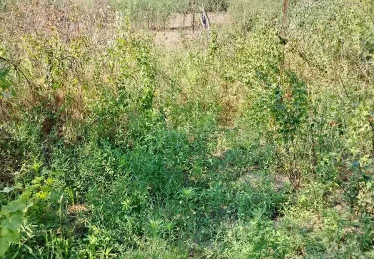 28 sot Torpaq Satılır, Abşeron