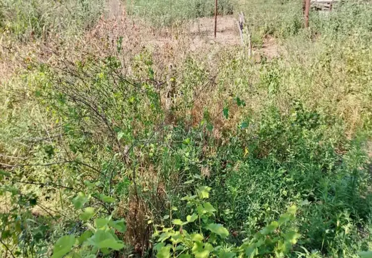 28 sot Torpaq Satılır, Abşeron