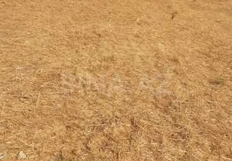 13297 sot Torpaq Satılır, Şamaxı