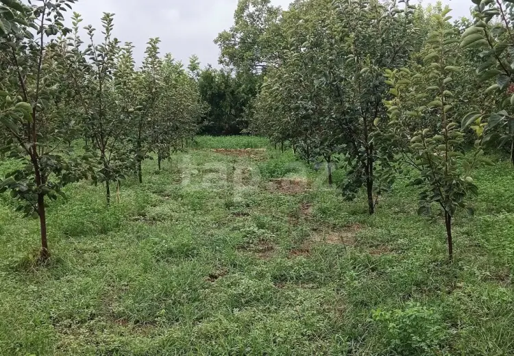 0 m² Obyekt / Ofis , Göyçay