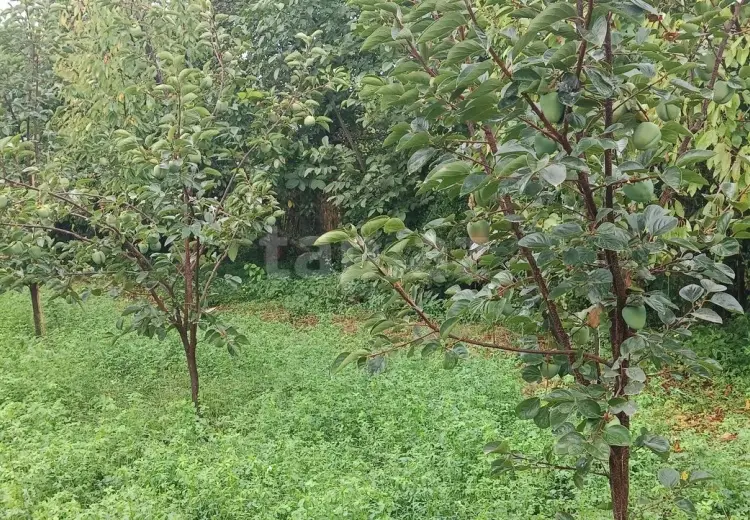 0 m² Obyekt / Ofis , Göyçay
