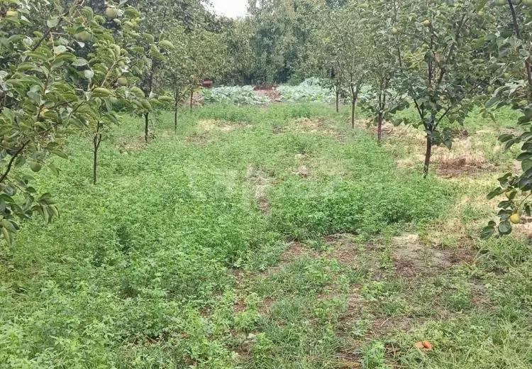 0 m² Obyekt / Ofis , Göyçay