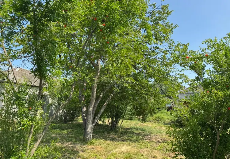 12 sot Torpaq Satılır, Xaçmaz