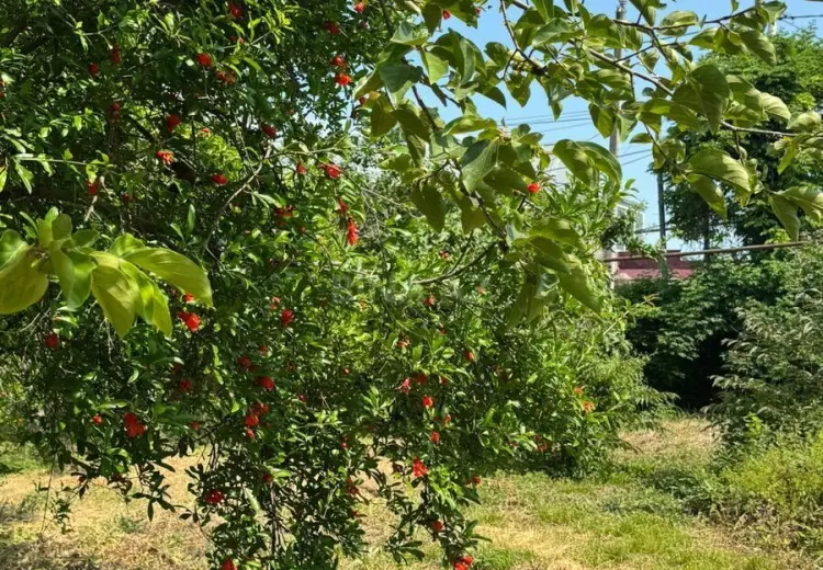 12 sot Torpaq Satılır, Xaçmaz