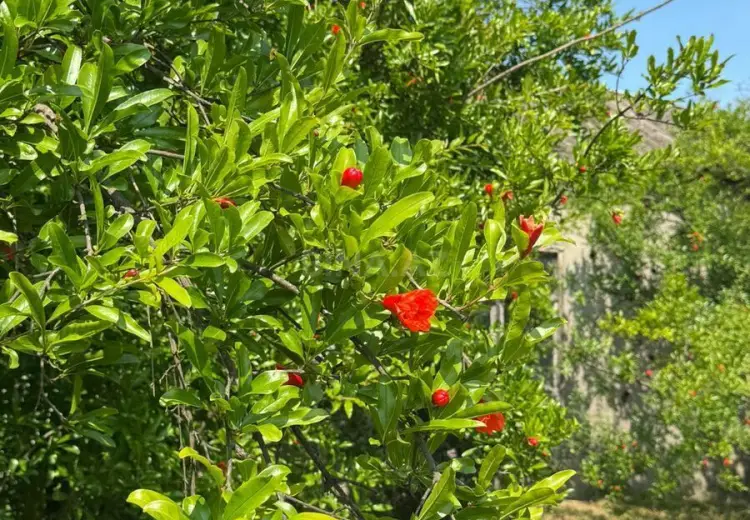 12 sot Torpaq Satılır, Xaçmaz