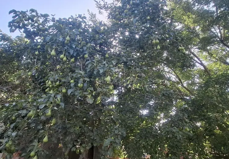 10 sot Torpaq Satılır, Mehdiabad, Abşeron