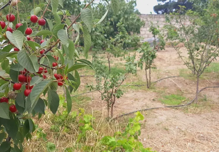 2.5 sot Torpaq Satılır, Nardaran qəs., Sabunçu, Bakı