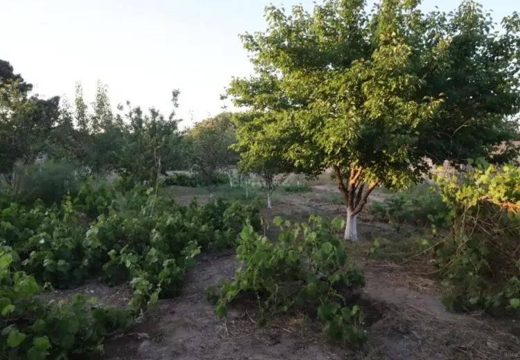 2.5 sot Torpaq Satılır, Nardaran qəs., Sabunçu, Bakı
