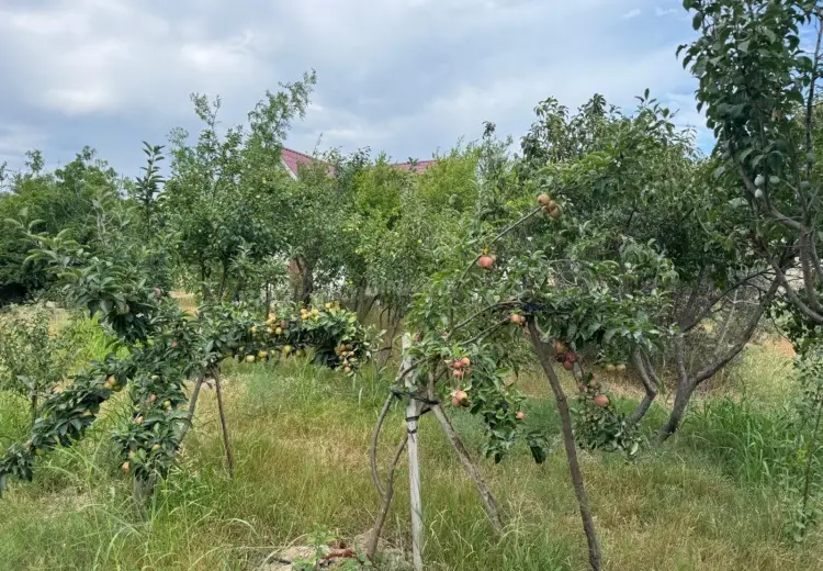 34 sot Torpaq Satılır, Zığ qəs., Suraxanı, Bakı