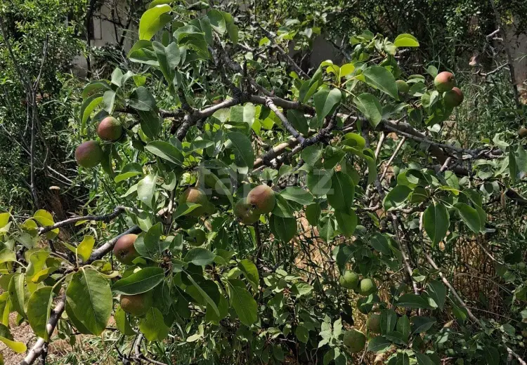 0 m² Obyekt / Ofis , Pirşağı qəs., Sabunçu, Bakı