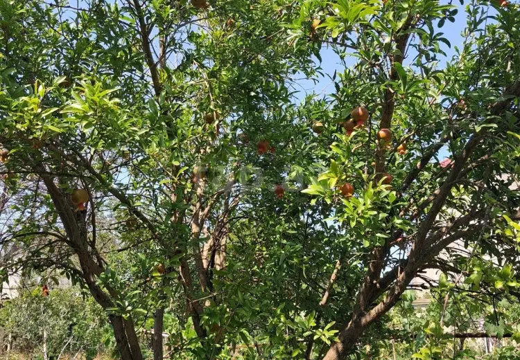 0 m² Obyekt / Ofis , Pirşağı qəs., Sabunçu, Bakı