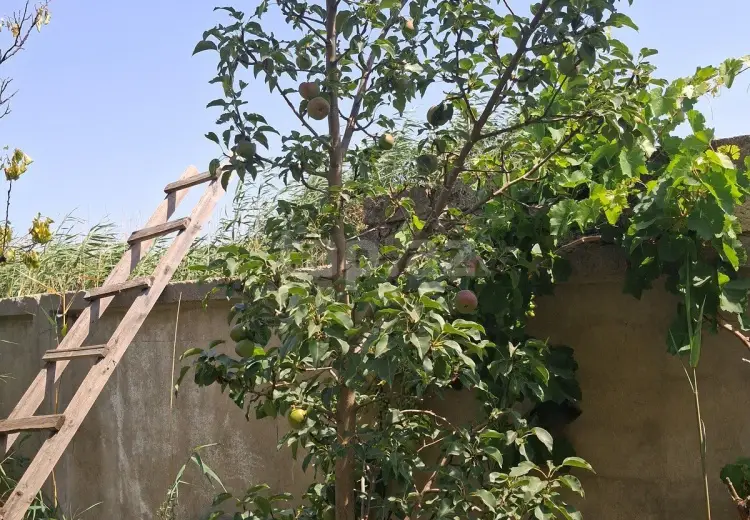 0 m² Obyekt / Ofis , Pirşağı qəs., Sabunçu, Bakı