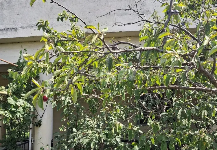 0 m² Obyekt / Ofis , Pirşağı qəs., Sabunçu, Bakı